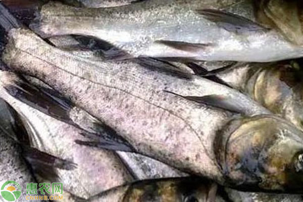 花鰱一畝水面放多少條魚苗？-圖片版權(quán)歸惠農(nóng)網(wǎng)所有