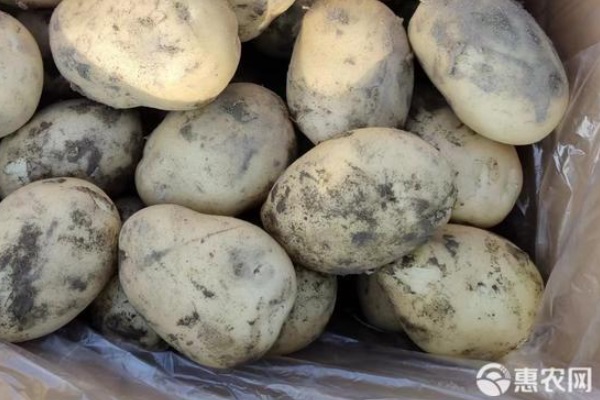 土豆一年可以種幾茬？-圖片版權歸惠農(nóng)網(wǎng)所有