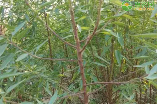 巴旦木幾年掛果？-圖片版權(quán)歸惠農(nóng)網(wǎng)所有
