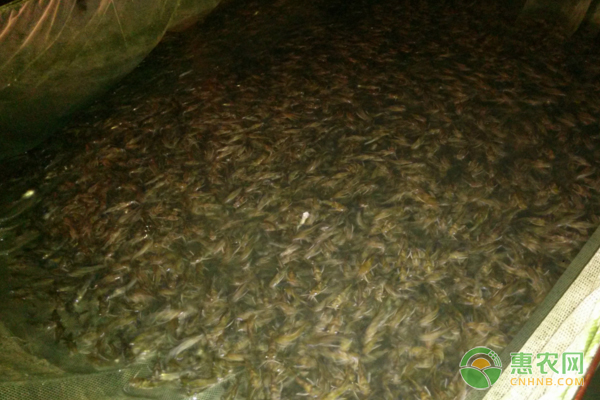 養(yǎng)草魚(yú)十大禁忌-圖片版權(quán)歸惠農(nóng)網(wǎng)所有