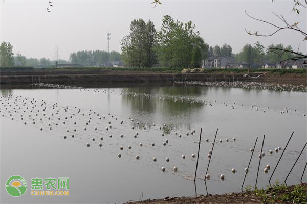 魚飼料配方表大全-圖片版權(quán)歸惠農(nóng)網(wǎng)所有