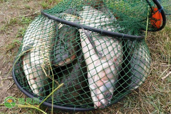 養(yǎng)殖鯽魚喂什么飼料？-圖片版權(quán)歸惠農(nóng)網(wǎng)所有