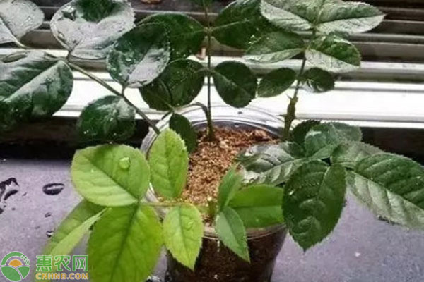 月季花怎樣扦插成活率高？-圖片版權(quán)歸惠農(nóng)網(wǎng)所有