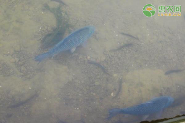 養(yǎng)殖鯽魚喂什么飼料？-圖片版權(quán)歸惠農(nóng)網(wǎng)所有