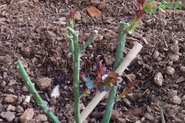 月季花怎樣扦插成活率高？-圖片版權(quán)歸惠農(nóng)網(wǎng)所有