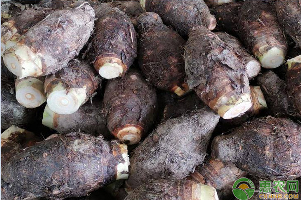 芋头怎么样种植才高产？-图片版权归惠农网所有