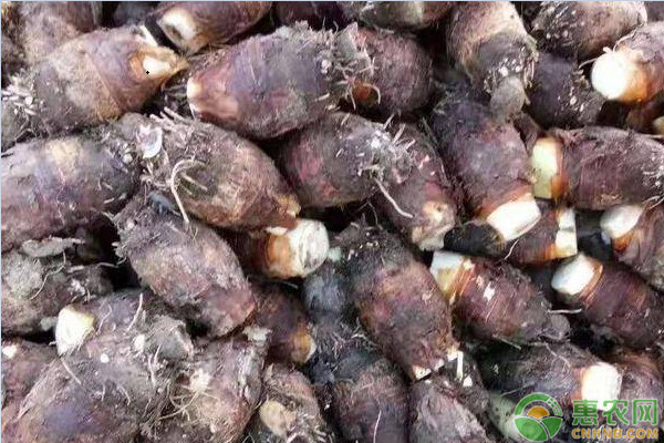 芋头怎么样种植才高产？-图片版权归惠农网所有