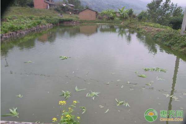 魚飼料配方表大全-圖片版權(quán)歸惠農(nóng)網(wǎng)所有
