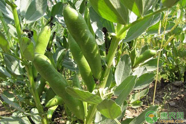 蠶豆怎么種才能高產(chǎn)？-圖片版權(quán)歸惠農(nóng)網(wǎng)所有