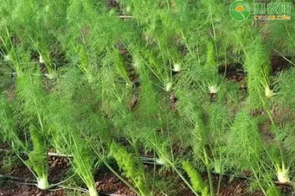 茴香幾月份播種最合適？-圖片版權(quán)歸惠農(nóng)網(wǎng)所有
