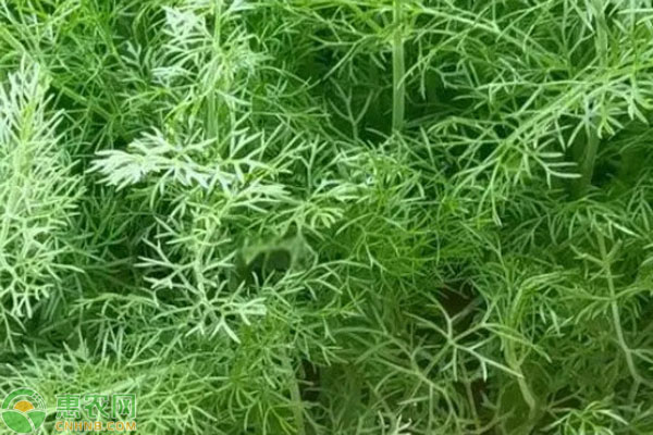 茴香幾月份播種最合適？-圖片版權(quán)歸惠農(nóng)網(wǎng)所有