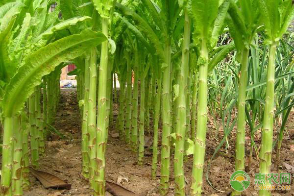 萵苣幾天發(fā)芽出土？-圖片版權(quán)歸惠農(nóng)網(wǎng)所有