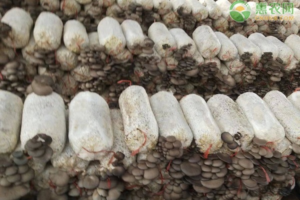 平菇怎么種才能高產(chǎn)？-圖片版權(quán)歸惠農(nóng)網(wǎng)所有