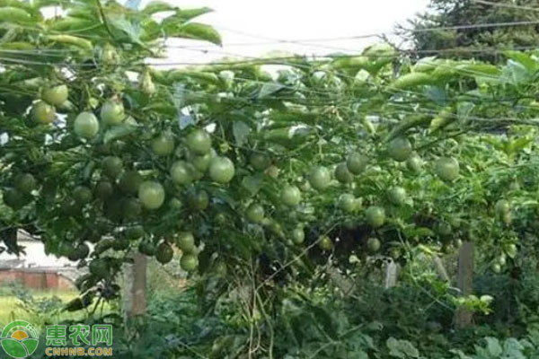 百香果掛果時(shí)施什么肥？-圖片版權(quán)歸惠農(nóng)網(wǎng)所有