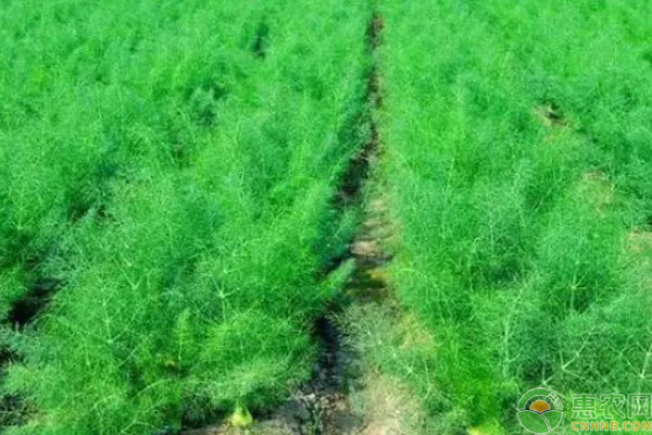 茴香幾月份播種最合適？-圖片版權(quán)歸惠農(nóng)網(wǎng)所有