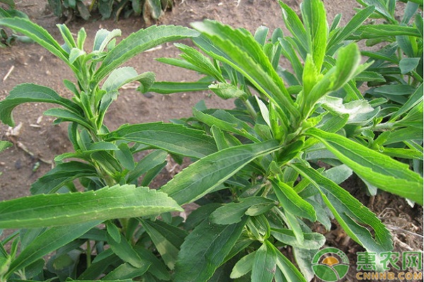 甜葉菊高產(chǎn)栽培技術(shù)和方法-圖片版權(quán)歸惠農(nóng)網(wǎng)所有