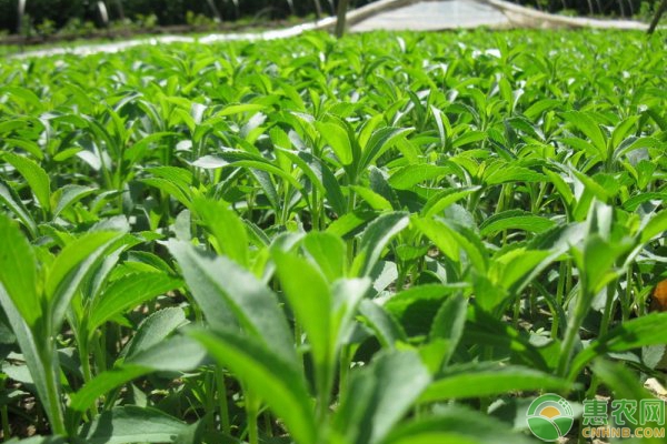 甜葉菊高產(chǎn)栽培技術(shù)和方法-圖片版權(quán)歸惠農(nóng)網(wǎng)所有