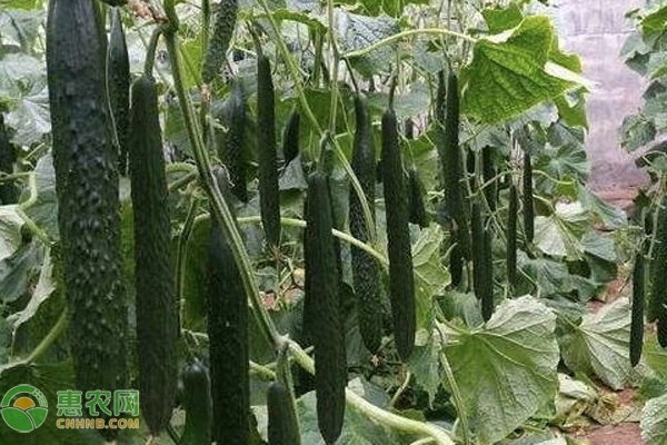 黃瓜的種植栽培與管理技術(shù)-圖片版權(quán)歸惠農(nóng)網(wǎng)所有