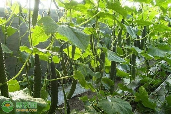 黃瓜的種植栽培與管理技術(shù)-圖片版權(quán)歸惠農(nóng)網(wǎng)所有