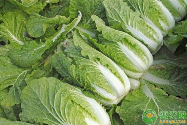 白菜的種植栽培與管理技術(shù)-圖片版權(quán)歸惠農(nóng)網(wǎng)所有