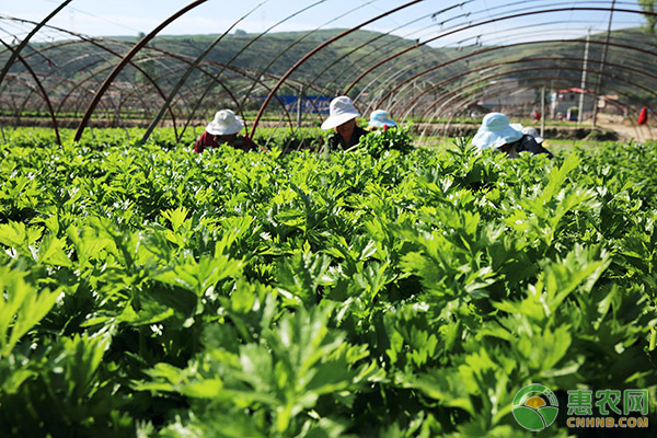 北方露天芹菜怎样越冬？-图片版权归惠农网所有