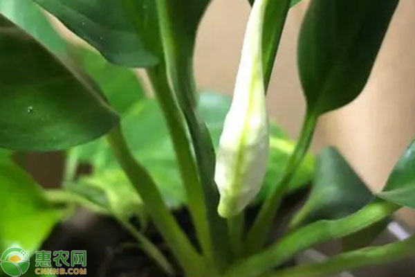 綠羅蘭葉子發(fā)黃怎么解救？-圖片版權(quán)歸惠農(nóng)網(wǎng)所有