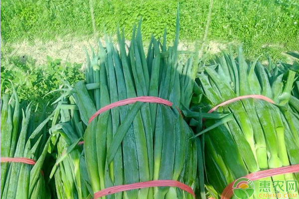 大蔥怎么栽種才能獲得更高產(chǎn)？-圖片版權歸惠農(nóng)網(wǎng)所有