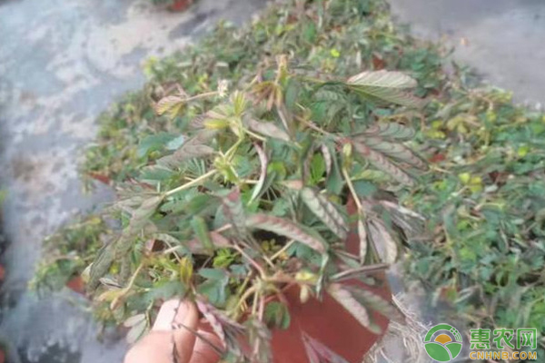 含羞草在幾月份播種？-圖片版權(quán)歸惠農(nóng)網(wǎng)所有