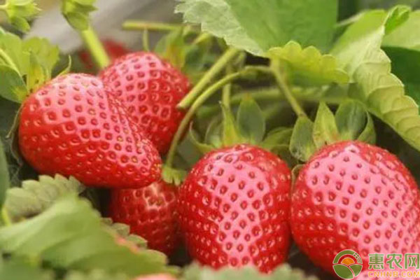 草莓種子怎么播種發(fā)芽？-圖片版權(quán)歸惠農(nóng)網(wǎng)所有