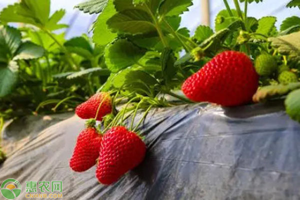 草莓種子怎么播種發(fā)芽？-圖片版權(quán)歸惠農(nóng)網(wǎng)所有