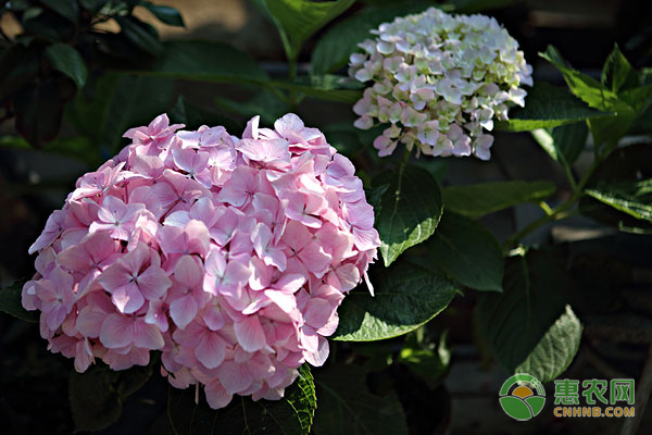 繡球花冬季怎么管理？-圖片版權(quán)歸惠農(nóng)網(wǎng)所有