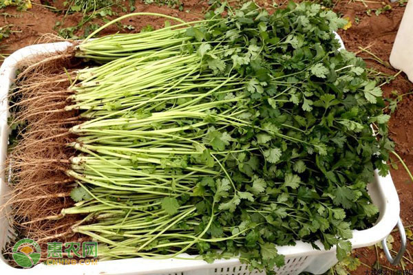 香菜几月份种最合适？-图片版权归惠农网所有