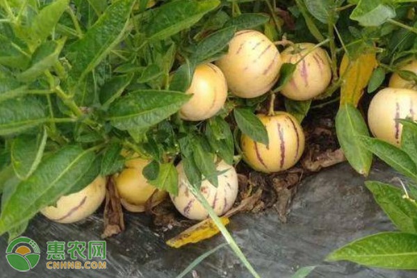 人參果幾年掛果？-圖片版權(quán)歸惠農(nóng)網(wǎng)所有