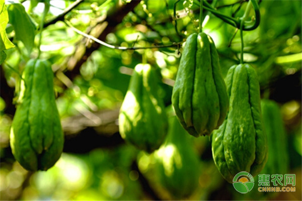 佛手瓜怎么過冬管理？-圖片版權(quán)歸惠農(nóng)網(wǎng)所有