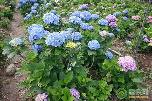 繡球花冬季怎么管理？-圖片版權(quán)歸惠農(nóng)網(wǎng)所有