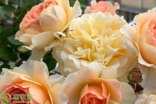 月季花的養(yǎng)殖方法及繁殖-圖片版權(quán)歸惠農(nóng)網(wǎng)所有