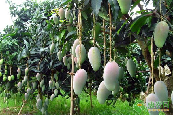 芒果種子怎么發(fā)芽種植？-圖片版權歸惠農(nóng)網(wǎng)所有
