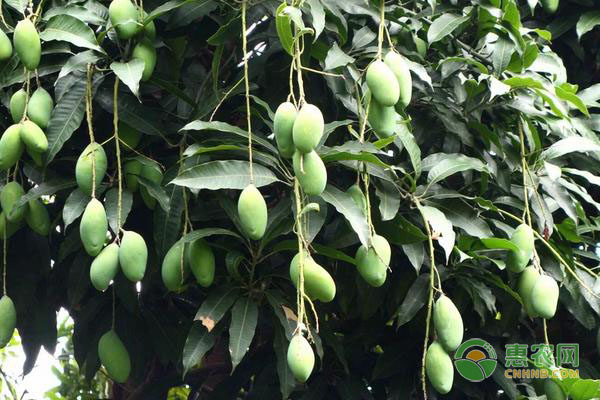 芒果種子怎么發(fā)芽種植？-圖片版權歸惠農(nóng)網(wǎng)所有