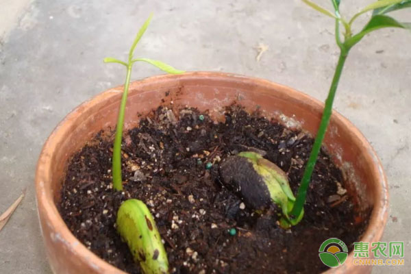 芒果種子怎么發(fā)芽種植？-圖片版權歸惠農(nóng)網(wǎng)所有