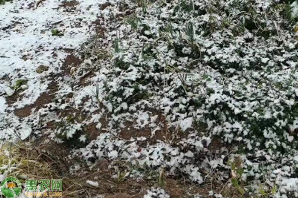 2024大雪農(nóng)事活動(dòng)指南-圖片版權(quán)歸惠農(nóng)網(wǎng)所有