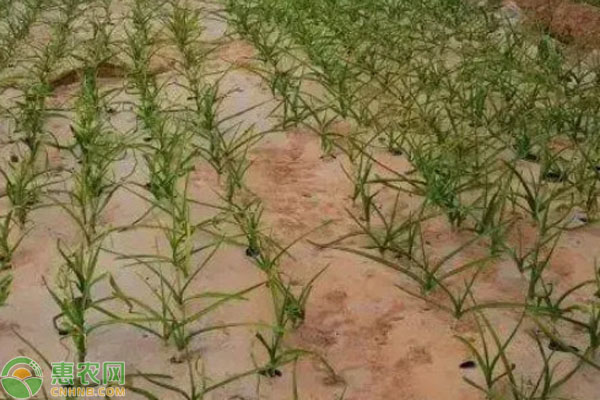 露地大蒜越冬方法-圖片版權(quán)歸惠農(nóng)網(wǎng)所有