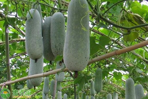 冬瓜適合什么時候種？-圖片版權(quán)歸惠農(nóng)網(wǎng)所有