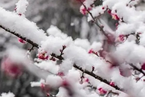 大雪节气要吃什么？都有哪些民俗和讲究？