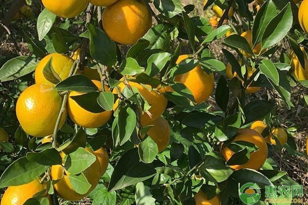 12月份果樹種植管理指南-圖片版權(quán)歸惠農(nóng)網(wǎng)所有