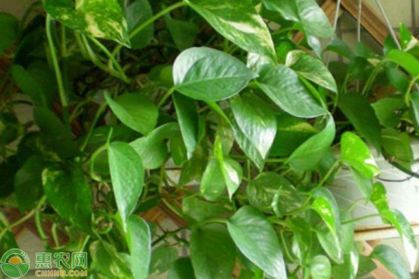 綠蘿冬季怎么養(yǎng)護(hù)和澆水？-圖片版權(quán)歸惠農(nóng)網(wǎng)所有
