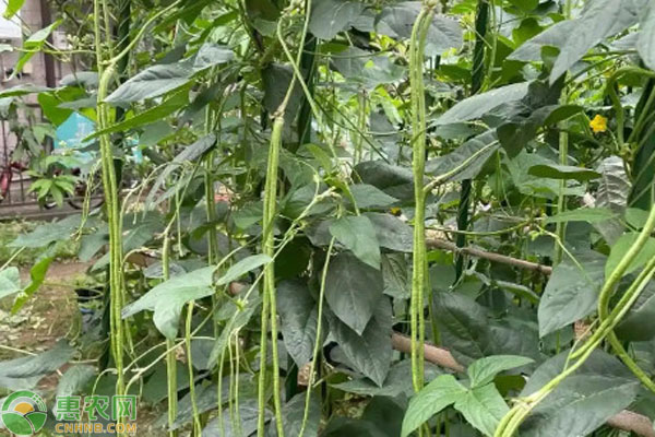 澆水前施肥好還是澆后施肥好？-圖片版權(quán)歸惠農(nóng)網(wǎng)所有