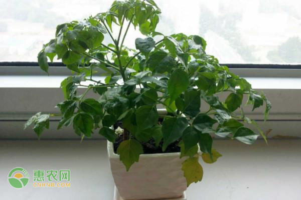 幸福樹冬季怎么養(yǎng)護(hù)和澆水？-圖片版權(quán)歸惠農(nóng)網(wǎng)所有