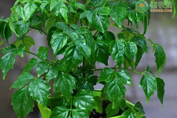 幸福樹冬季怎么養(yǎng)護(hù)和澆水？-圖片版權(quán)歸惠農(nóng)網(wǎng)所有