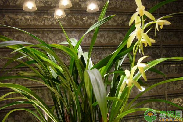 蘭花冬季如何澆水？-圖片版權(quán)歸惠農(nóng)網(wǎng)所有