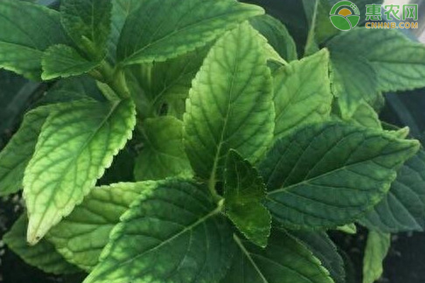 繡球花冬季怎么修剪？-圖片版權(quán)歸惠農(nóng)網(wǎng)所有